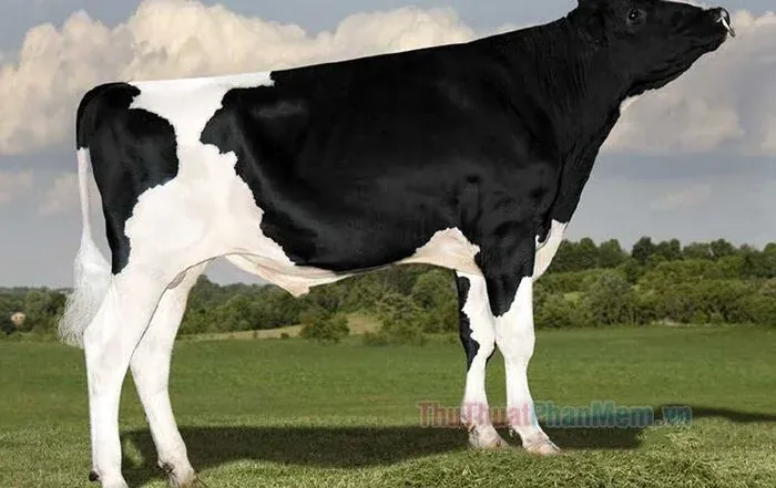 100+ ảnh con bò đẹp tuyệt tác