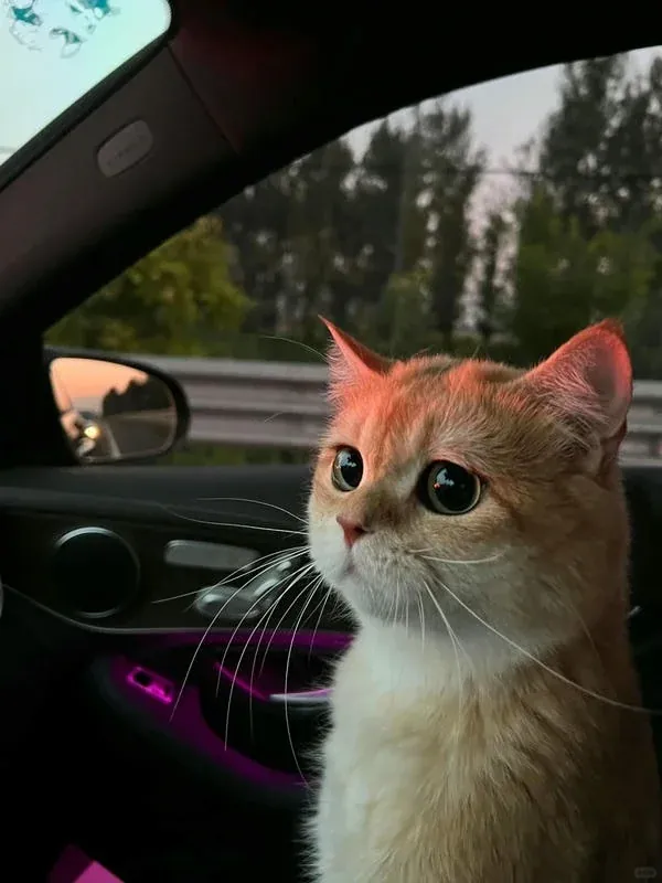 60+ hình con mèo cute siêu đáng yêu · ảnh 3