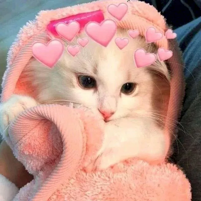 Hình Nền Mèo Cute: 100+ Ảnh Đáng Yêu Cho Màn Hình Của Bạn · ảnh 1