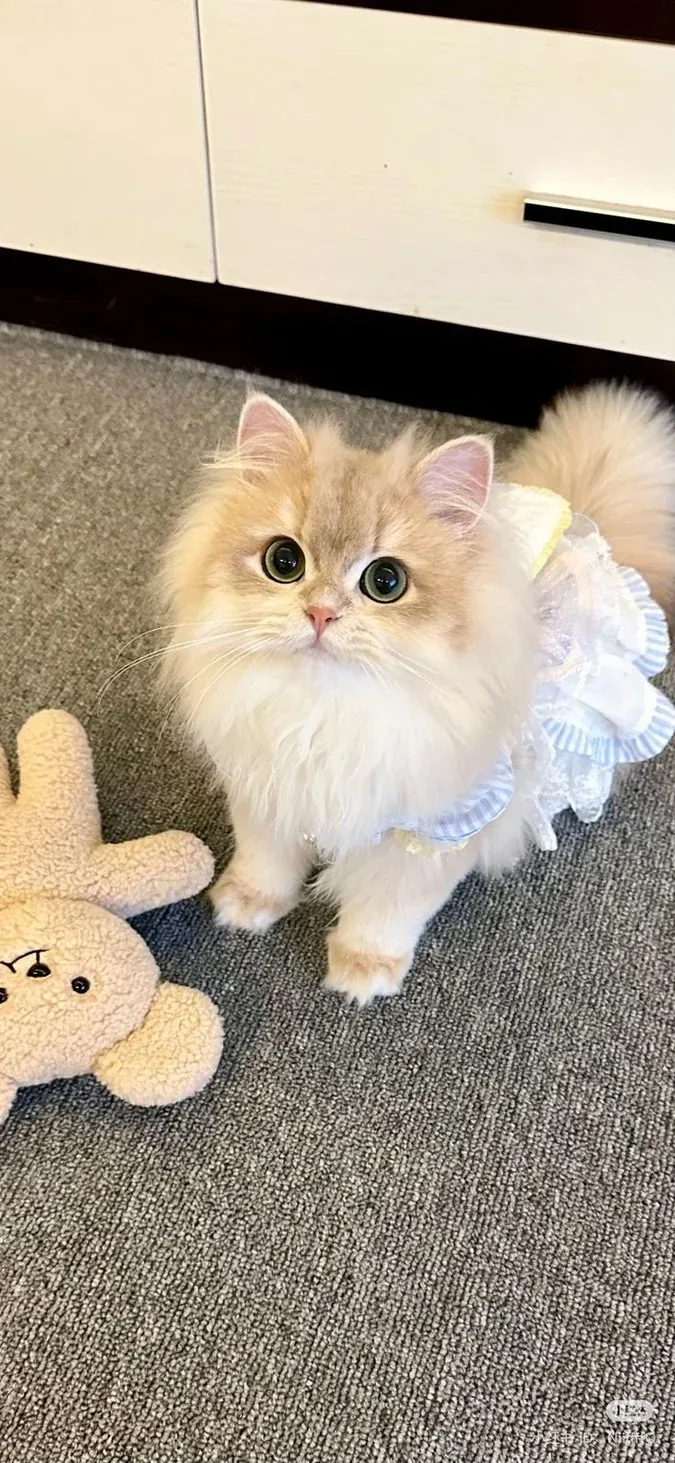 Hình Nền Mèo Cute: 100+ Ảnh Đáng Yêu Cho Màn Hình Của Bạn · ảnh 3