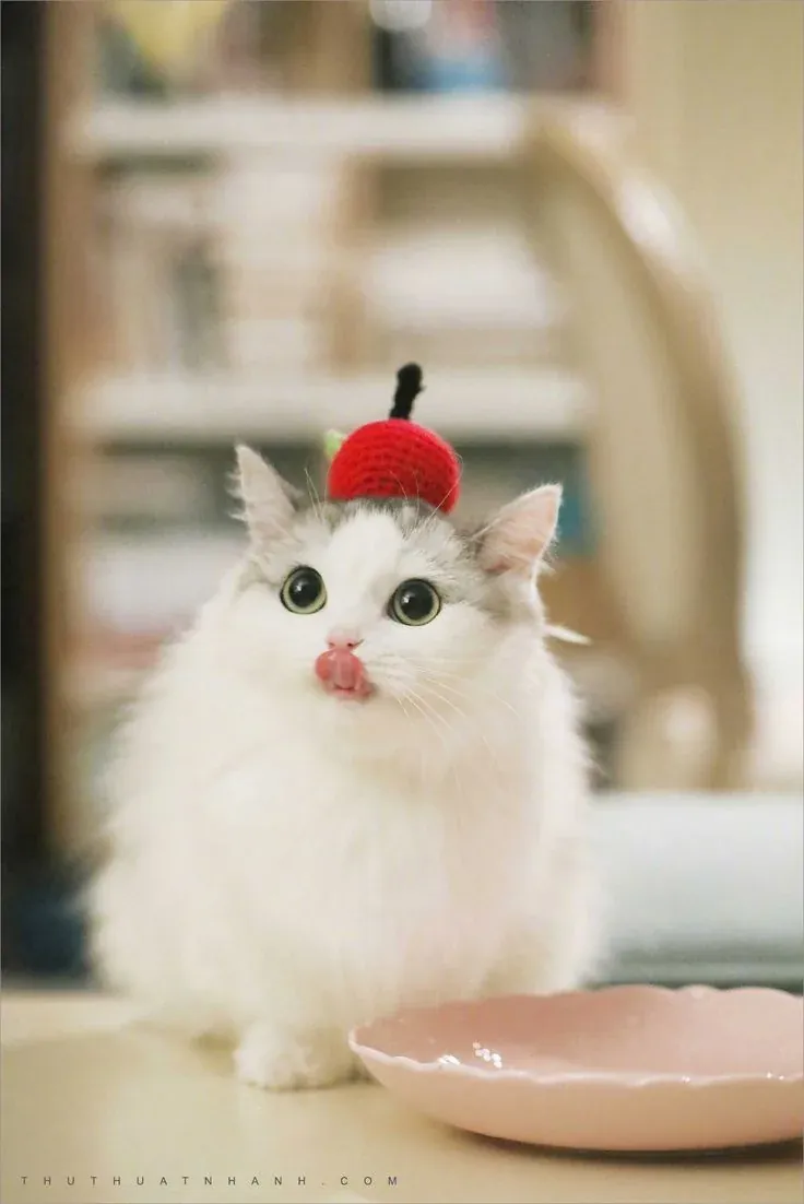 Hình Nền Mèo Cute: 100+ Ảnh Đáng Yêu Cho Màn Hình Của Bạn